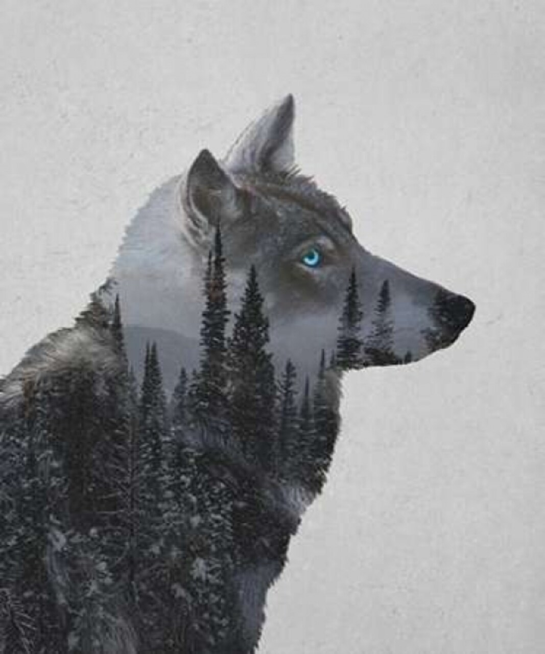 Winter Wolf Poster Print by Davies Babies - Item # VARPDXD1001D